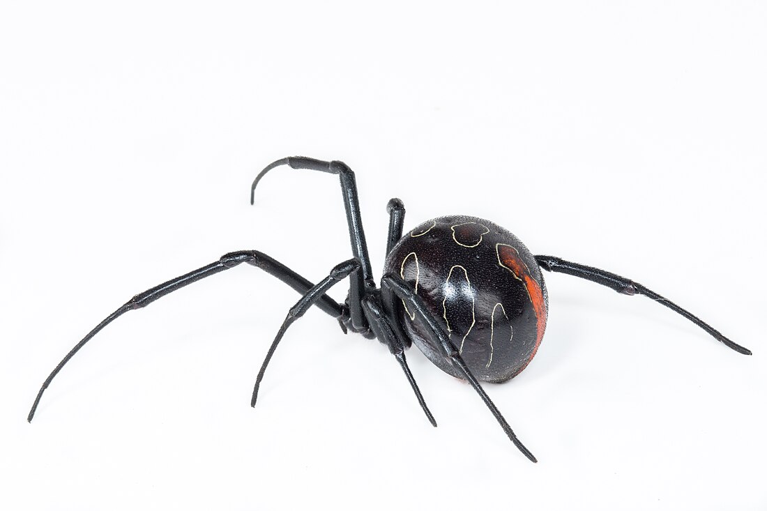 Latrodectus umbukwane