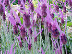 Lavandula Lavand