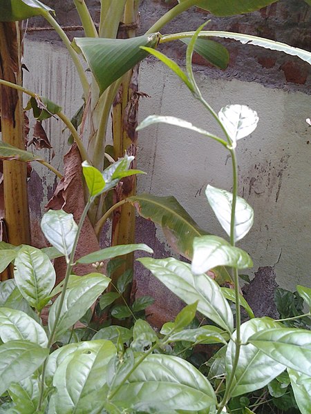 File:Leaves and trees palavangudi jpg 10.jpg