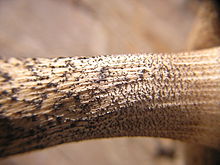 Stem of a Leccinum mushroom, showing the distinctive scabers Leccinum stipe 96426.jpg