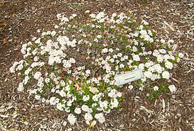 Leiophyllum buxifolium