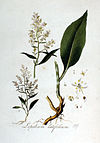 Lepidium latifolium — Flora Batava — Volume v2.jpg
