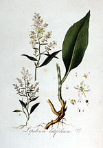 Vignette pour Lepidium latifolium