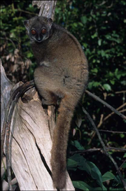 Lemuri