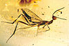 The Miocene wasp Leptofoenus pittfieldae preserved in amber.
