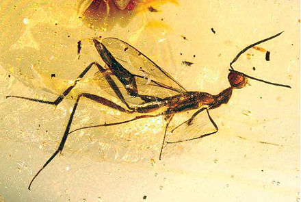The wasp Leptofoenus pittfieldae trapped in Dominican amber, from 20 to 16 million years ago. It is known only from this specimen.