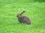 Miniatura per Lepus timidus