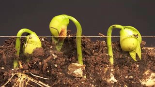 Soubor: Lima Bean Time Lapse.webm