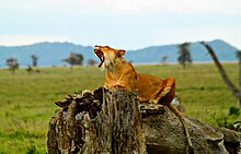 Lioness yawns in Ngorongoro Crater, Tanzania