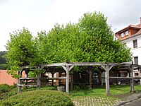 1 linden tree, village linden tree