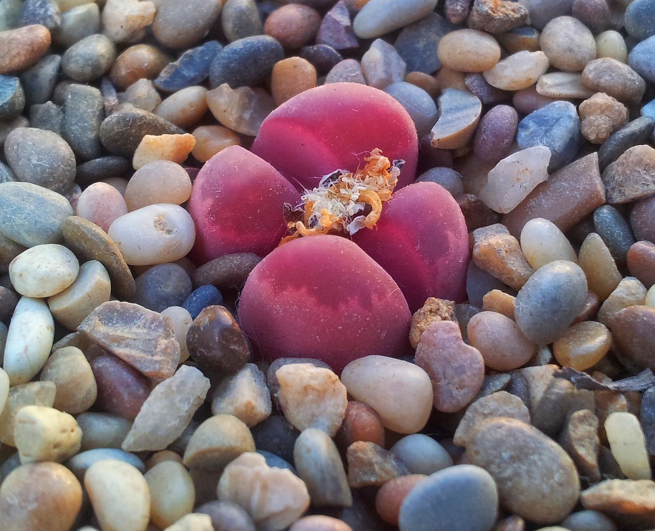 Lithops c262