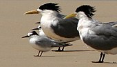 Crested terns Roosting with little terns, note size difference