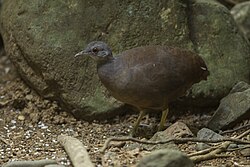 Little Tinamou - Rio Tigre - Costa Rica S4E9970 (26604325872).jpg