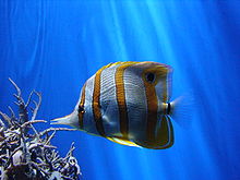 A copperband butterflyfish in the coral reef hall London Zoo 00936.jpg