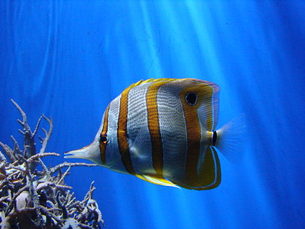 A copperband butterflyfish in the coral reef hall