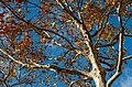 Image 978London plane tree (Platanus × hispanica) seen from below, Parque das Nações, Lisbon, Portugal