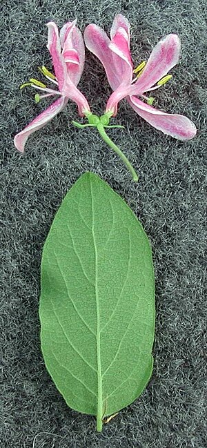 Lonicera × bella UGA-5453362.jpg