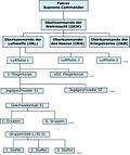 Vorschaubild für Oberkommando der Luftwaffe