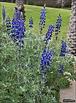 Lupinus pilosus , Israel