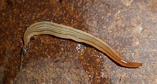 <i>Luteostriata ceciliae</i> Species of flatworm