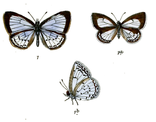 <i>Celastrina iynteana</i> Species of butterfly