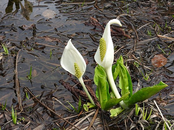 Français : Flore de Shiramine-mura (Hakusan-shi depuis 2005)