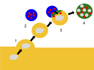 Lisosoma: Características, Función, Formación de lisosomas primarios