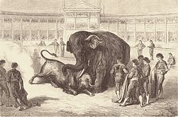 Lotta tra un toro e un elefante, per L'Espagne (1862-3) di Charles Davillier.