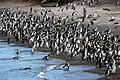 Magellanic Penguins (Spheniscus magellanicus), Beagle Channel.