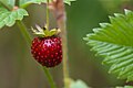 * Nomination Wild strawberry (by Urmas83) Kruusamägi 01:39, 2 December 2013 (UTC) * Decline DOF too shallow. --Cccefalon 11:56, 2 December 2013 (UTC)