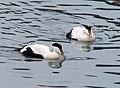 Male Eider ducks. Somateria mollissima - Flickr - gailhampshire.jpg