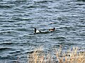 Lesser Scaup (Aythya affinis) male and female