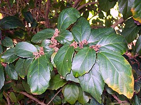 Green Karmala (Mallotus claoxyloides)