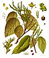 Mallotus philippensis - Köhler–s Medizinal-Pflanzen-221.jpg