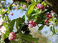 53) Malus x zumi pommier à fleurs 'Golden Hornet', Parc Floral de Paris. 27 Avril 2010