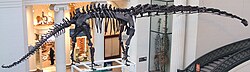 Mamenchisaurus hochuanensis Field Museum.jpg