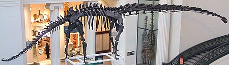 Tập_tin:Mamenchisaurus_hochuanensis_Field_Museum.jpg