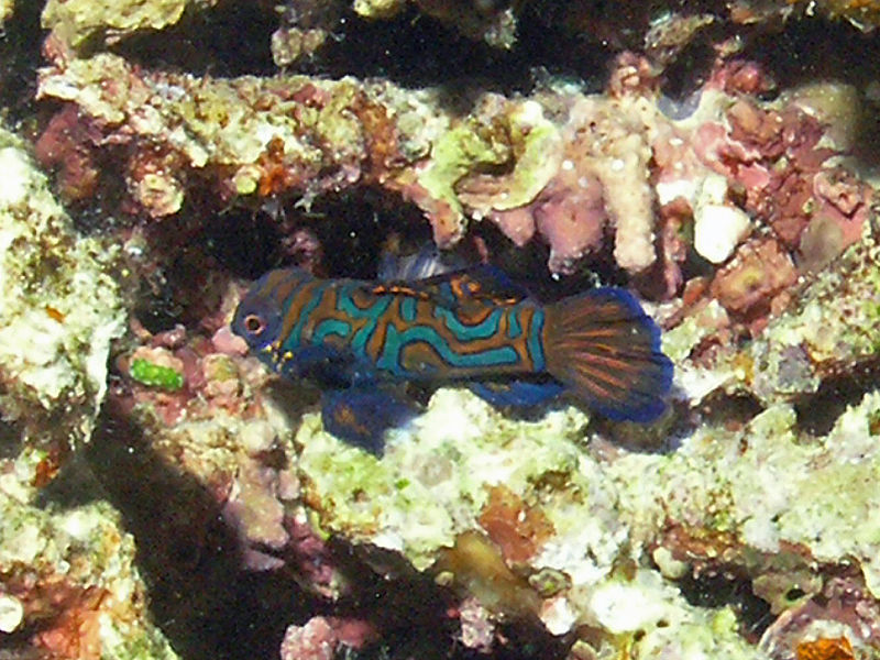 File:Mandarin Fish, Bunaken Island.jpg