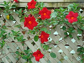 Mandevilla sanderi.jpg