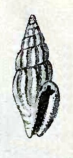 <i>Mangelia indistincta</i> Species of gastropod