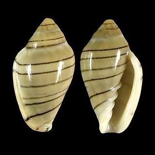 <i>Marginella musica</i>