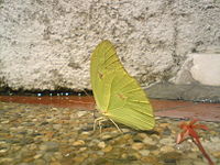 Mariposa