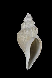 <i>Marshallena nierstraszi</i> species of mollusc