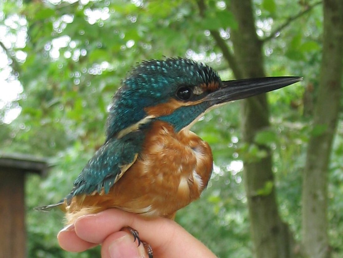 Alcedo