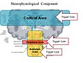 Figura 2: Il sistema masticatorio considerato come sistema complesso che interagisce con l’intero Sistema Nervoso Centrale (CNS)