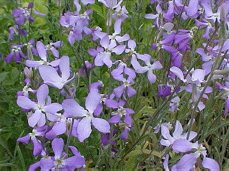 Matthiola longipetala