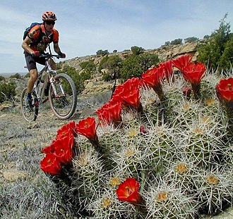 A cyclist on the Kokopelli Trail in McInnis Canyons National Conservation Area. McInnis Canyons National Conservation Area (9323589206).jpg