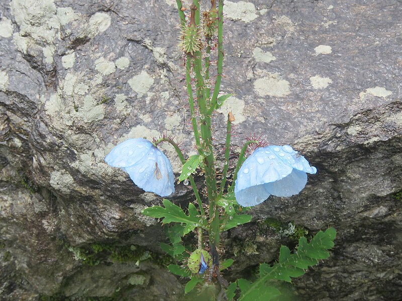 File:Meconopsis aculeata - Blue Poppy on way from Gangria to Valley of Flowers National Park - during LGFC - VOF 2019 (6).jpg