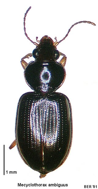 <i>Mecyclothorax ambiguus</i> Species of beetle