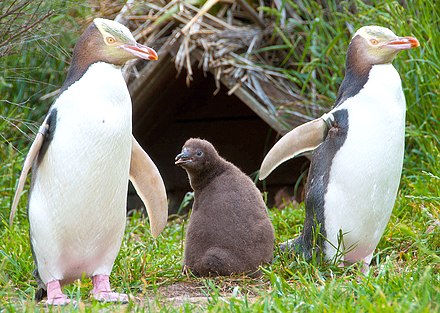 Yellow-eyed penguin family, Otago Peninsula